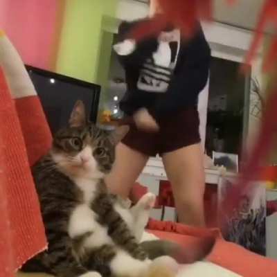 cat:....."I'M SO DONE WITH HUMANS"!
