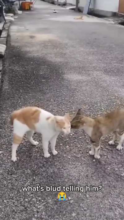 Kedi