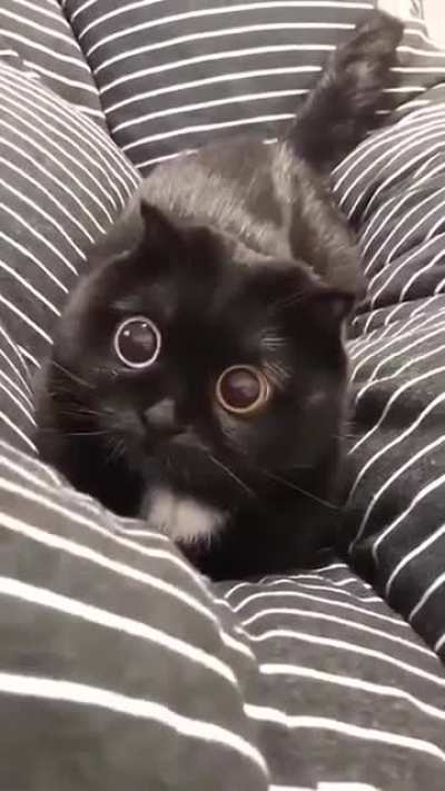 Cute little hypno eyes aww.