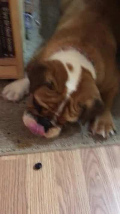 He can&rsquo;t figure out how to eat blueberries