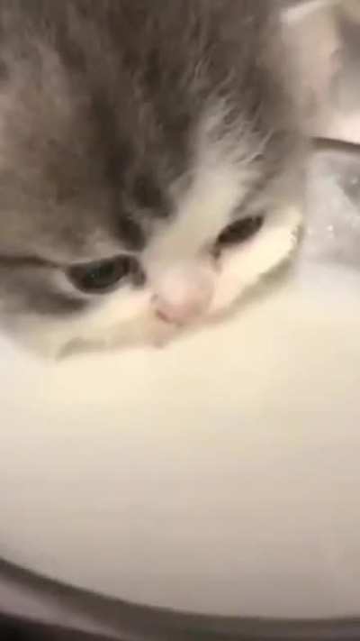 S&uuml;t i&ccedil;en tatlı kedy videosu.