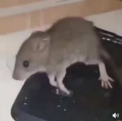 cursed_mouse