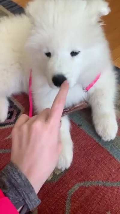 Just a baby polar bear @freyacloud