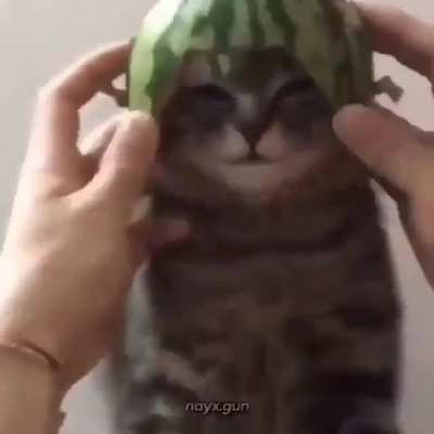 Reyooo