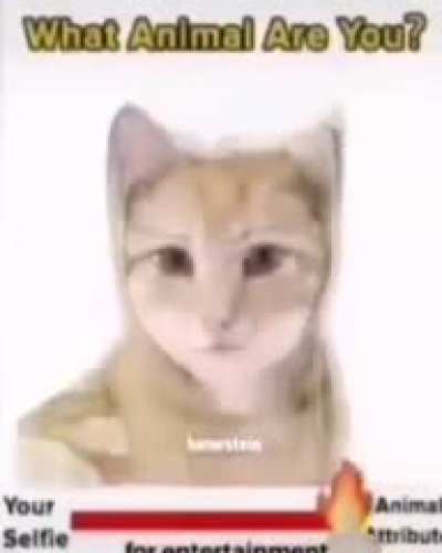 aminal