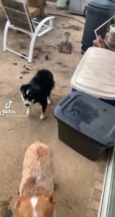 Cute puppies [sound on]