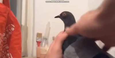 Pigeon!