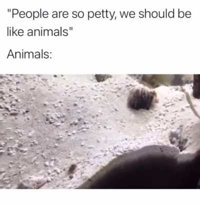 Crosspost from HitAnimals