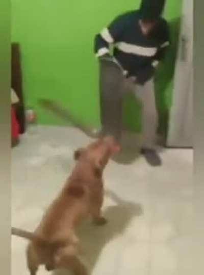 "Don't worry the Dog doesn't bite". The Dog: