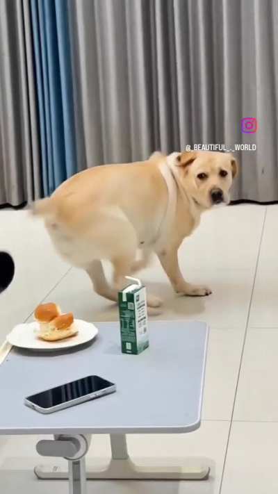 🐶❤️