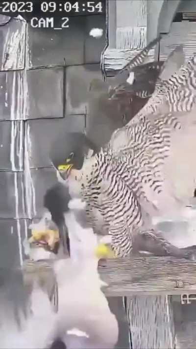 Pigeon wants a stupid prize
