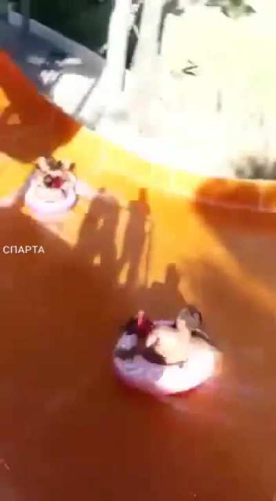Weeeeeeeee....