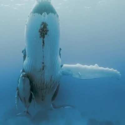 🔥 A female humpback whale swims and protects her baby.