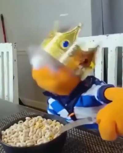 Maaurioneta 😯