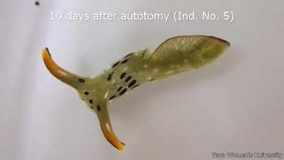 🔥 Slug Autotomy: Full Regrowth in 17 Days