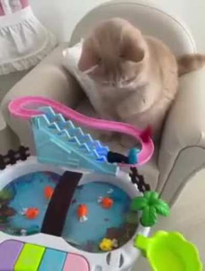 Smart kitty😍