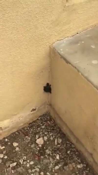 Ninja Turtle