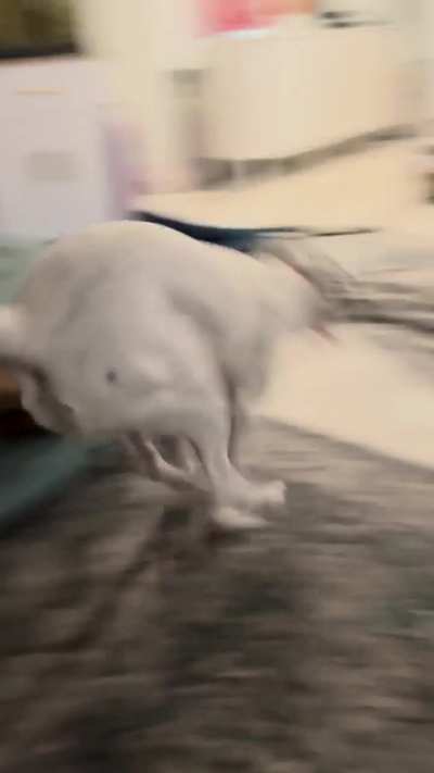 Zoomies