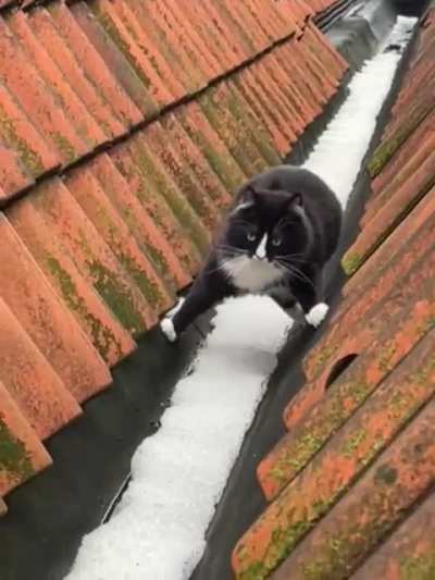 This is how my cat Simpson makes sure his paws don&rsquo;t get cold. 