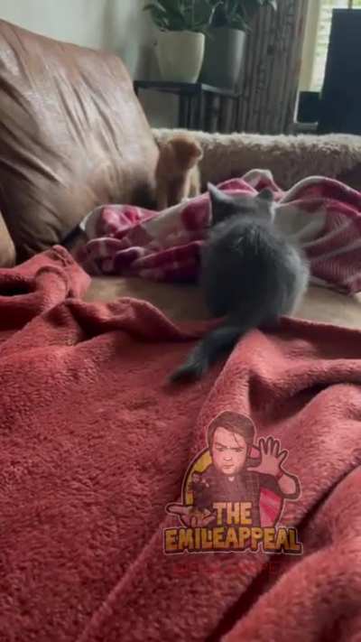 Someone told me to post our kitty stealth mode attack