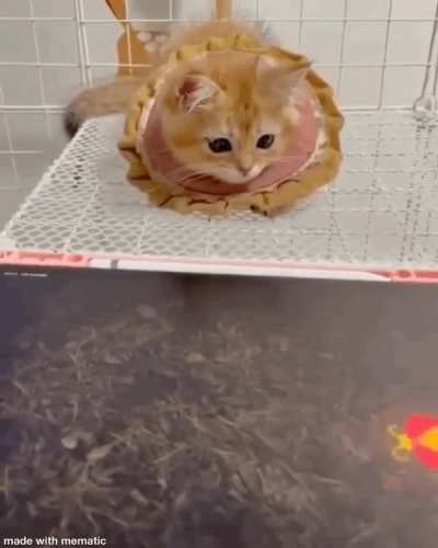 A kitten capturing critters
