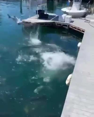 Fishing without a pole, WCGW?