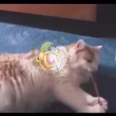 Pão