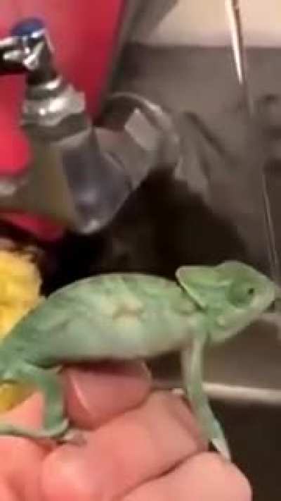 Pepega
