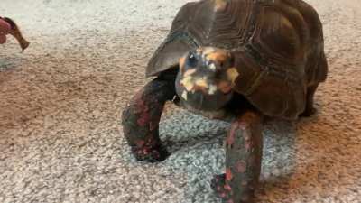 Hiccuping Tortoise