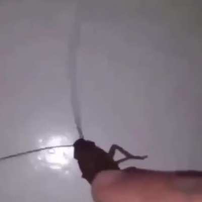 Hi roaches