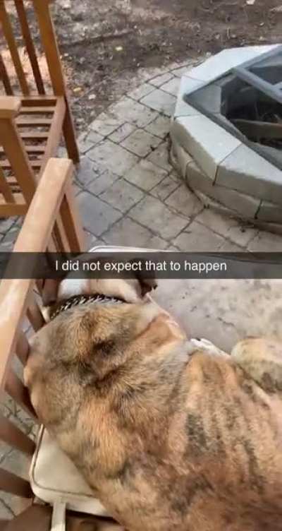 The time I scared my dog ( he&rsquo;s not a mean dog that&rsquo;s just how he screams)