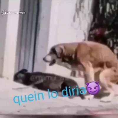 yo