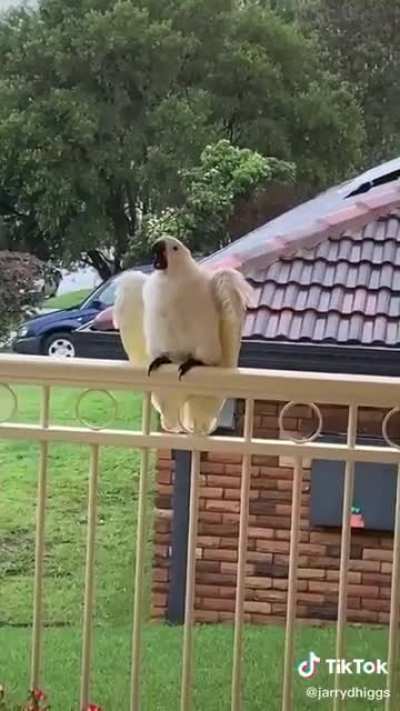 A different kind of scream , but a scream nonetheless.