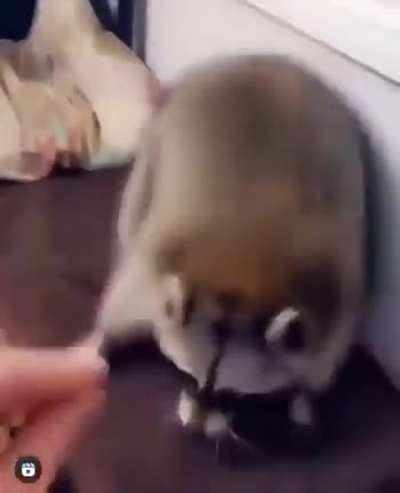 Tactical Raccoon