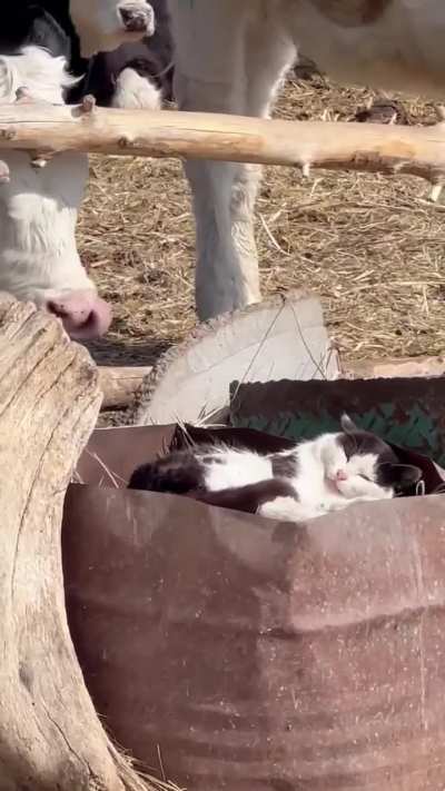 They are best friends