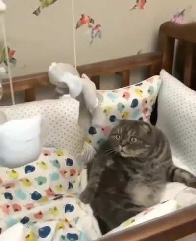 huh ?