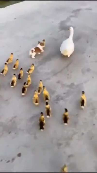 The pup be like "be one with the ducks"