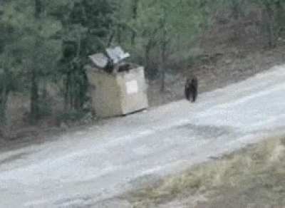 Bear