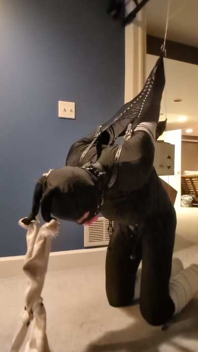 Strapado bondage