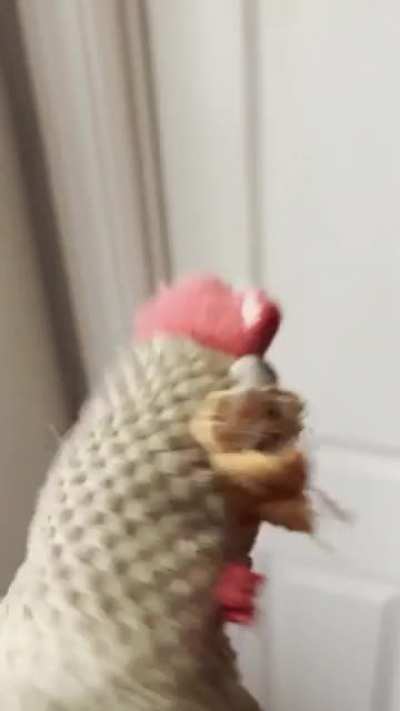 My dog has made this chicken into a monster&hellip;