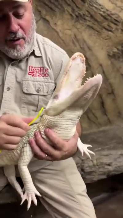 I've never seen a happy alligator untill now