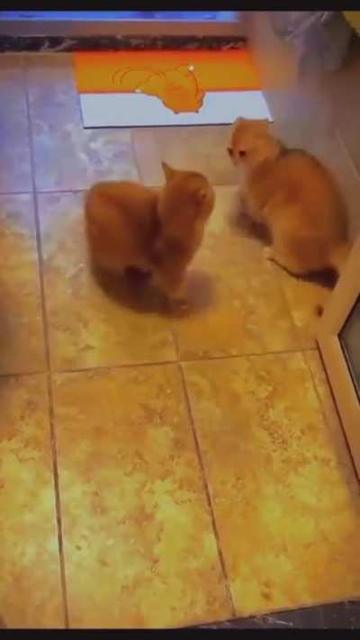 Kitten Peek-a-boo