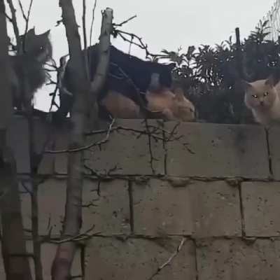Cat Slut