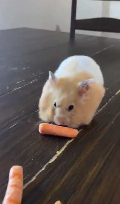 Hamsters can stuff their cheeks with up to 20% of their body weight. Their cheeks contain pouches that resemble small deflated balloons.