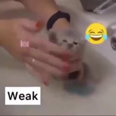 Armenian Cat 😤