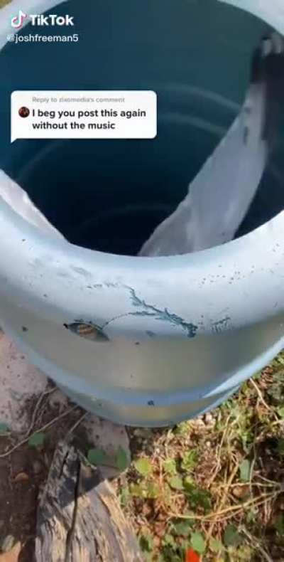 Tip: Don&rsquo;t Scare A Seagull In A Barrel