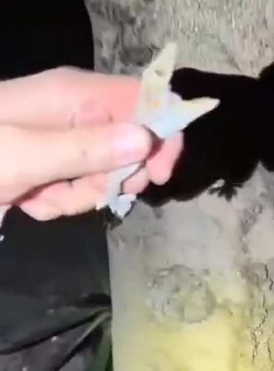 A wildlife documenter we need but don't deserve.