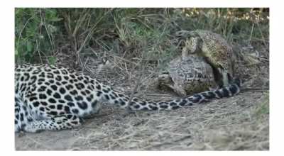 🔥🐢 a fearless couple of tortoises interrupts a leopard’s hunt to breed 🔥