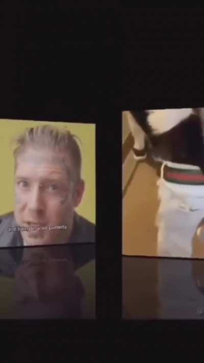 dog