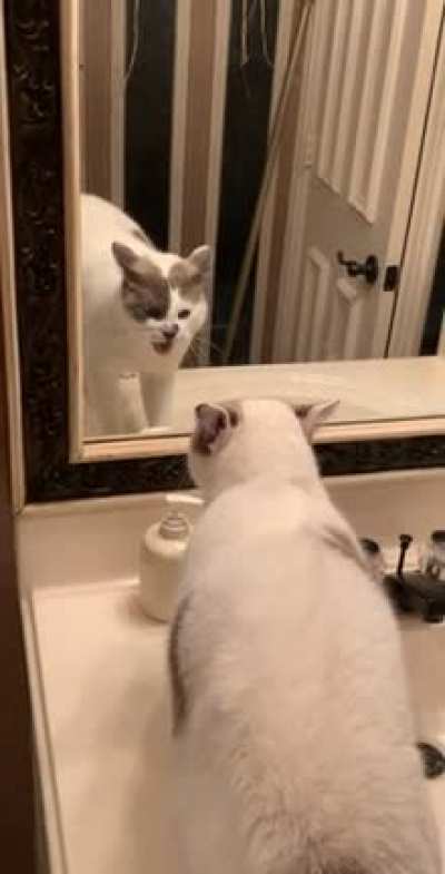 It&rsquo;s your reflection, you idiot!!!